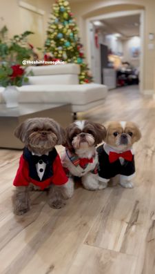 Instagram post by @theshihtzusophie