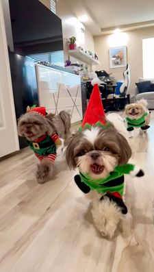 Instagram post by @theshihtzusophie