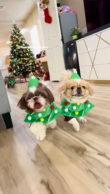 Instagram post by @theshihtzusophie