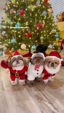 Instagram post by @theshihtzusophie