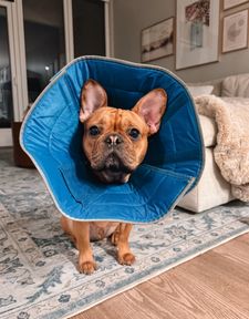 Instagram post by @thewindycityfrenchie
