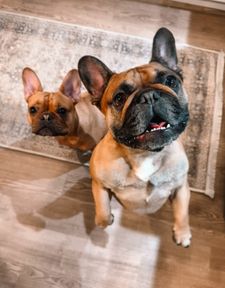 Instagram post by @thewindycityfrenchie