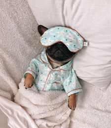 Instagram post by @thewindycityfrenchie