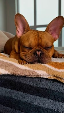 Instagram post by @thewindycityfrenchie