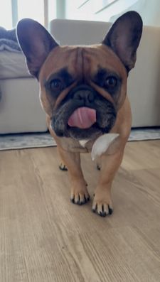 Instagram post by @thewindycityfrenchie