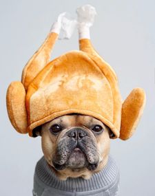 Instagram post by @tungstenfrenchie