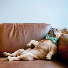 Instagram post by @tungstenfrenchie