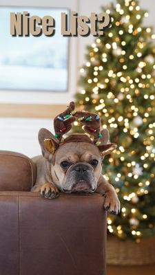 Instagram post by @tungstenfrenchie