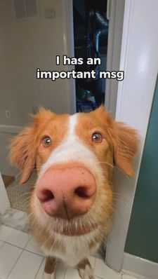 Instagram post by @whiskeytoller