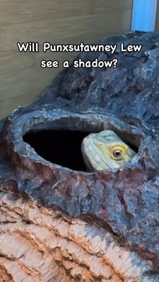 Instagram post by @whosagoodlizard