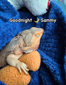 Instagram post by @whosagoodlizard