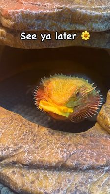 Instagram post by @whosagoodlizard