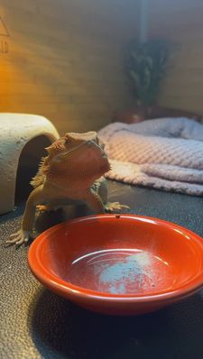 Instagram post by @whosagoodlizard