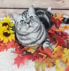 Instagram post by @winston_the_wonder_cat