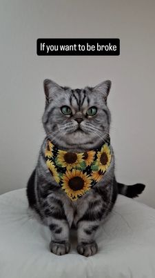 Instagram post by @winston_the_wonder_cat