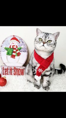 Instagram post by @winston_the_wonder_cat