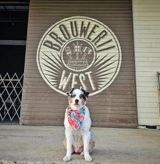 Instagram post by @wizardbeerdog