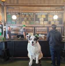 Instagram post by @wizardbeerdog