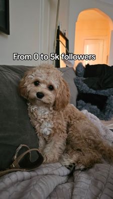 Instagram post by @yoshi_thecavapoo