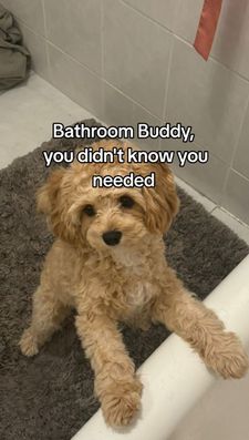 Instagram post by @yoshi_thecavapoo