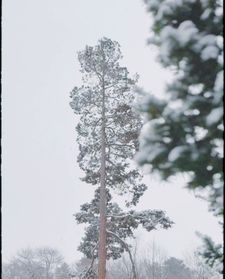 Instagram post by @yvonnetnt