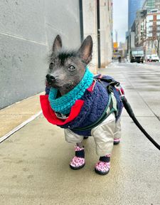 Instagram post by @zoefruitbat